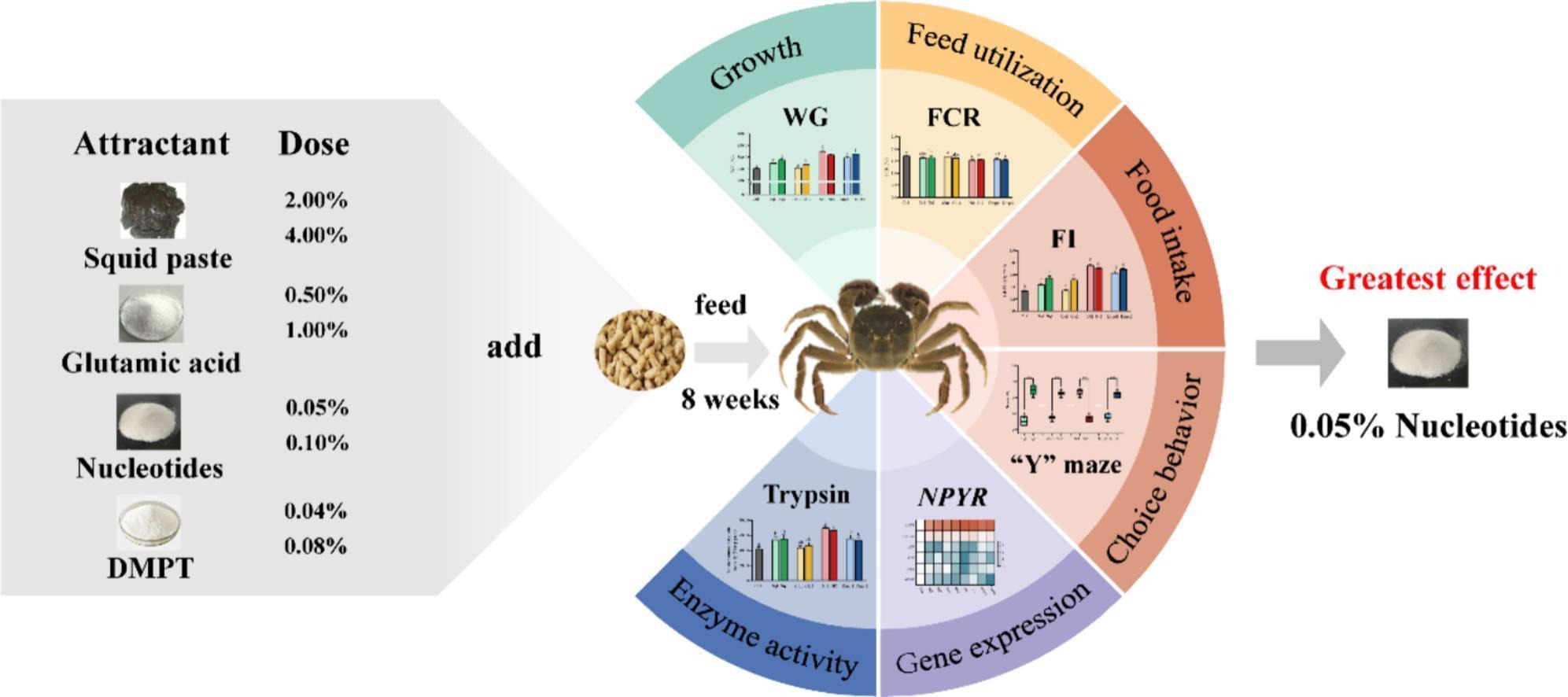 四种饲料诱食剂对中华绒螯蟹幼蟹生长、摄食、消化与吸收的比较研究