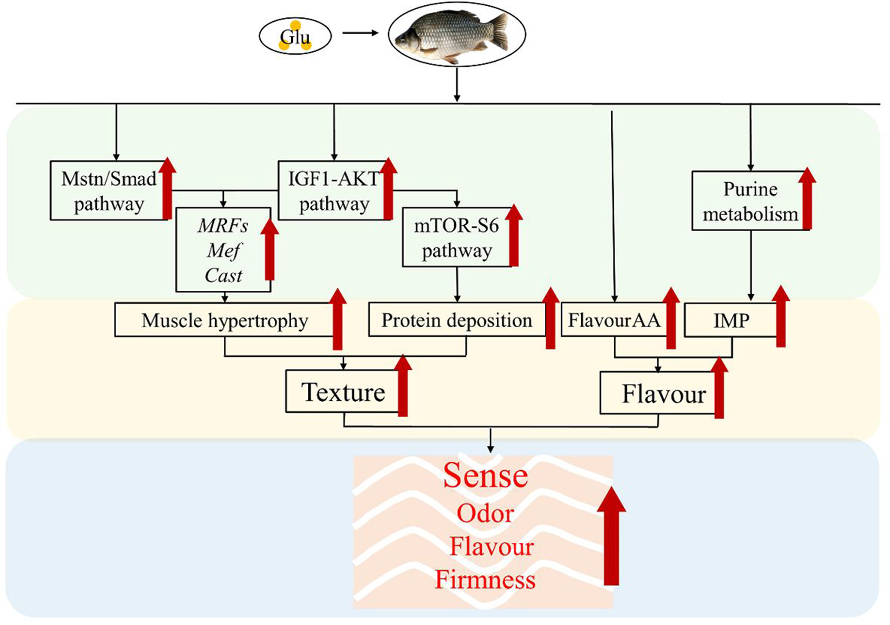 饲料中添加谷氨酸改善肌肉质地特性和增加风味物质沉积改善异育银鲫的品质